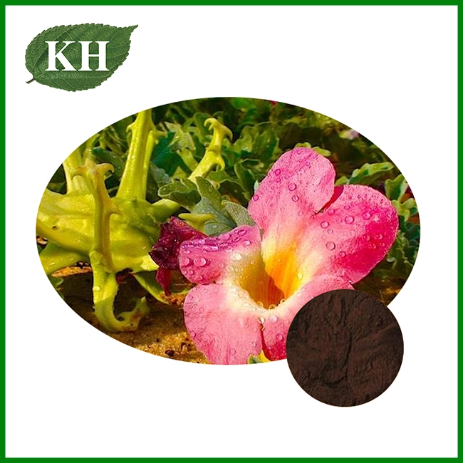 Devil's Claw Extract Powder